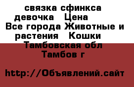 связка сфинкса. девочка › Цена ­ 500 - Все города Животные и растения » Кошки   . Тамбовская обл.,Тамбов г.